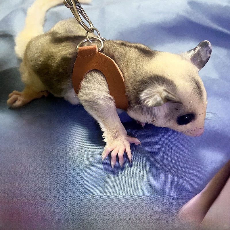 Small Pet Leash – Secure and Durable Outdoor Harness